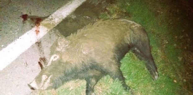 Cinghiale travolto
