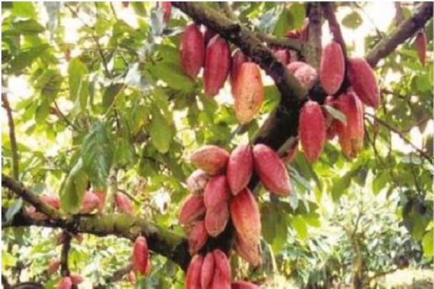 Cacao