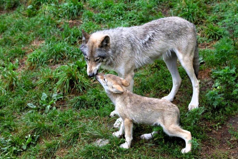 Mamma Lupa con Cucciolo