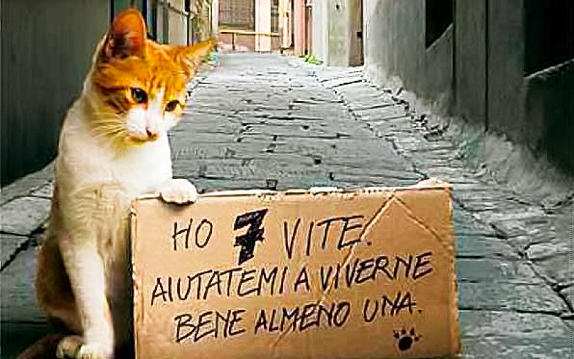 Gatto