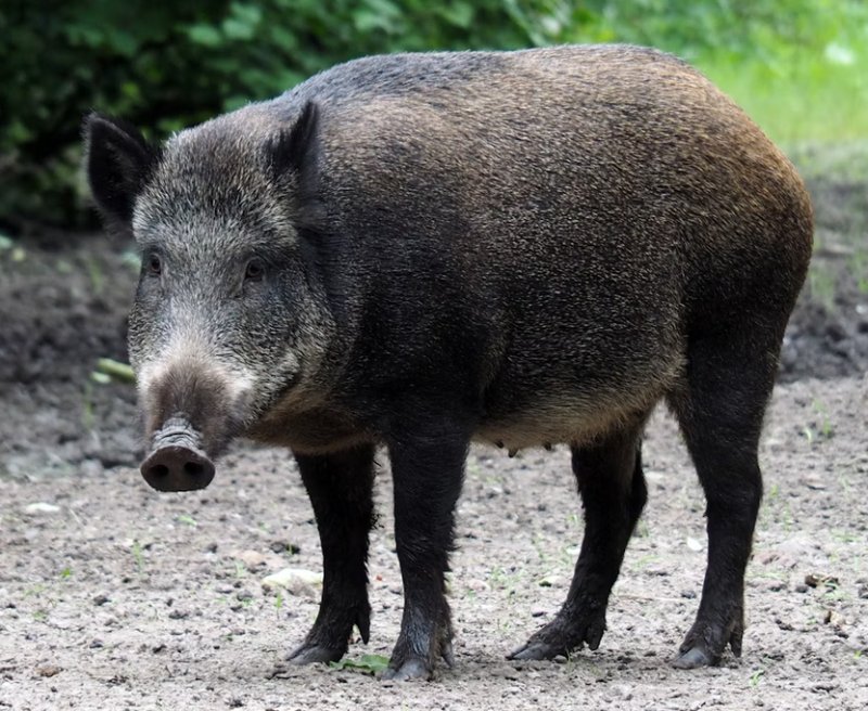 Cinghiale