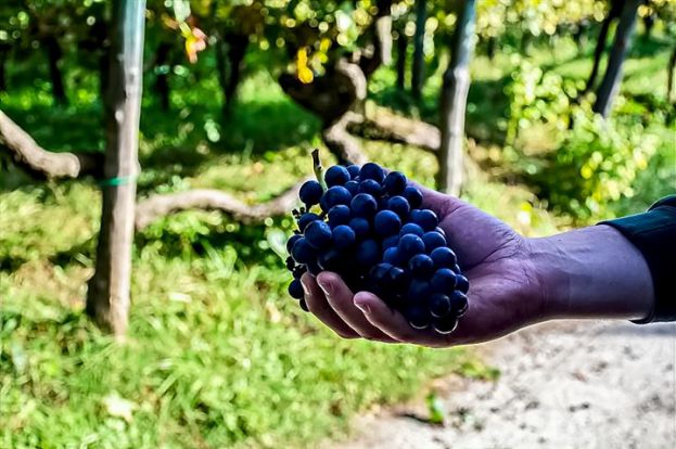 Grappo di Uva di Sabato