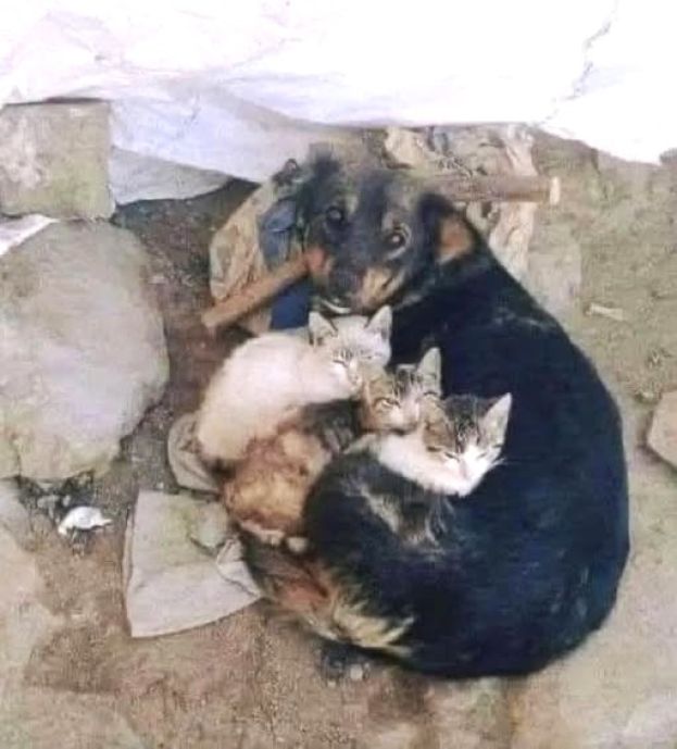 Cane randagio con gattini