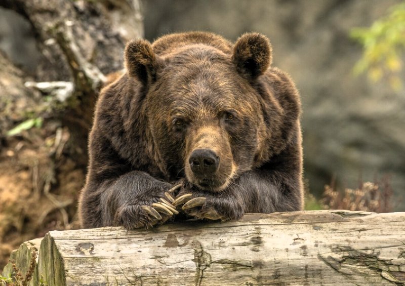 Orso