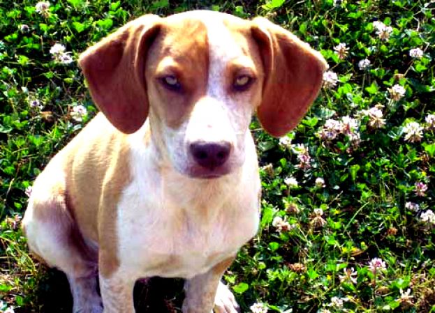 IN CARCERE PER AVER UCCISO UN CANE: E' LA PRIMA VOLTA IN ITALIA