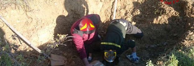 LA STORIA DI DUE CANI INSEPARABILI:UNO CADE NEL CANALE,L'ALTRO LO SALVA