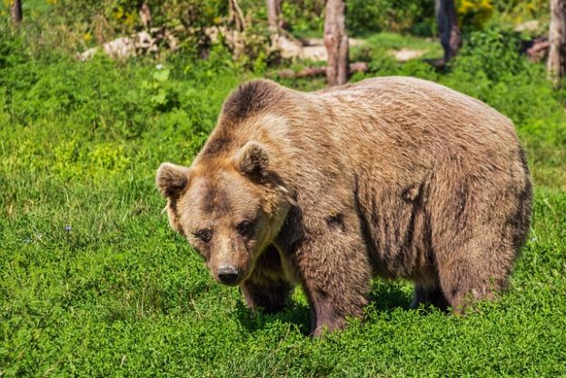 Orso Trentino