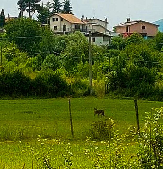 CARSOLI, ESEMPLARE DI LUPO AVVISTATO IN ZONE ABITATE: "HA SBRANATO UNA CAPRETTA"