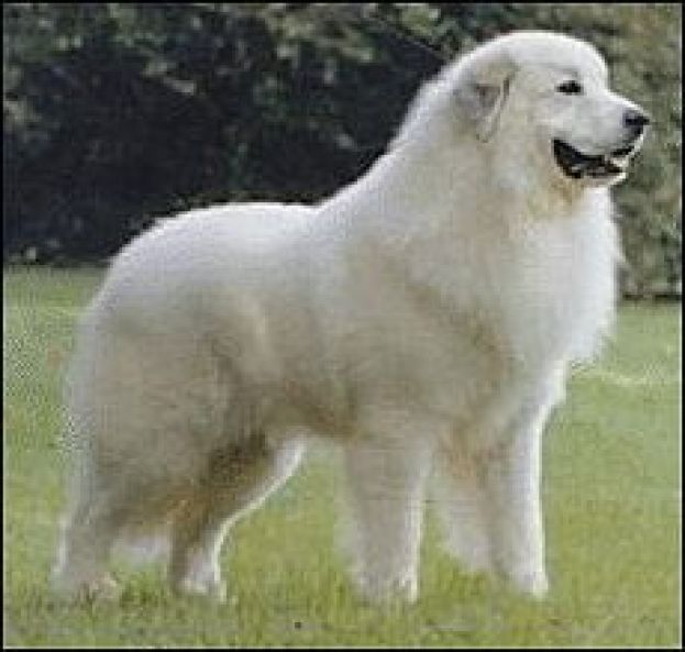 Pastore Maremmano Abruzzese