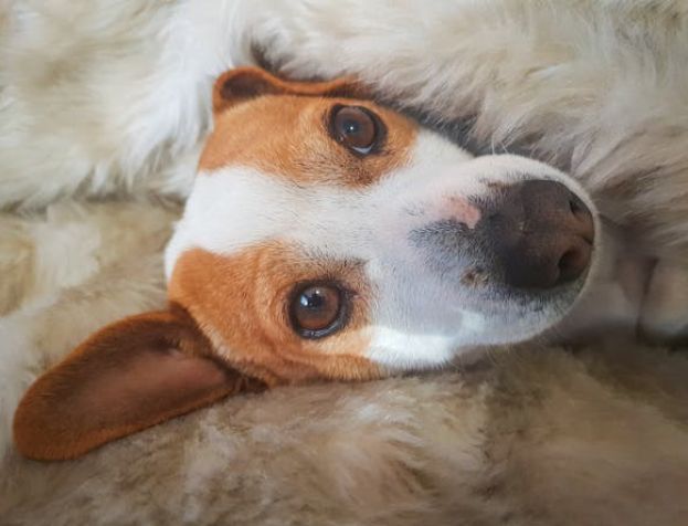 Cucciolo di Cane