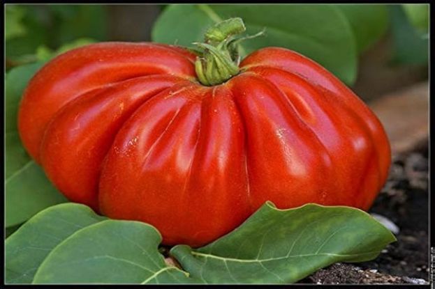 Pomodoro