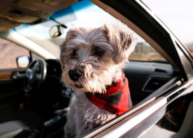 Cane in auto
