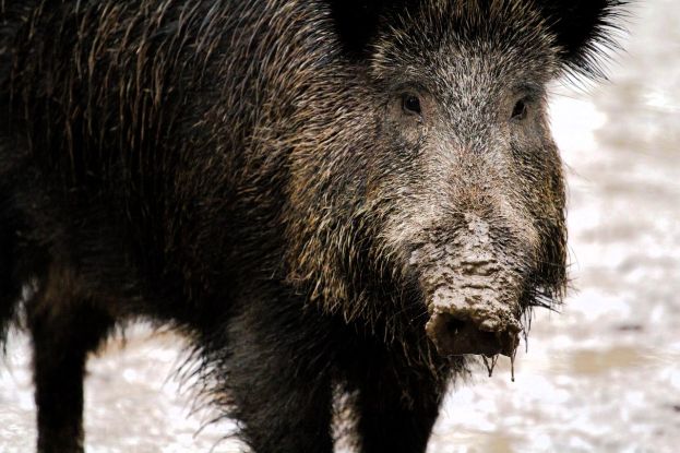 Cinghiale