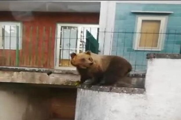 Orso