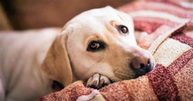 Cagnolina