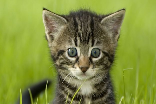 Gatto