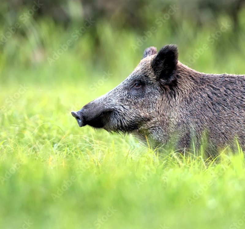 Cinghiale
