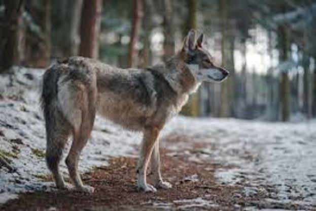 Lupo