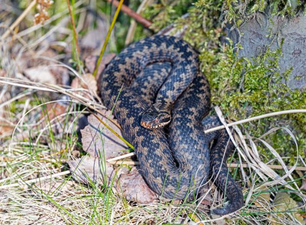Vipera