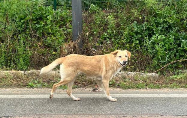 Cane Olivia