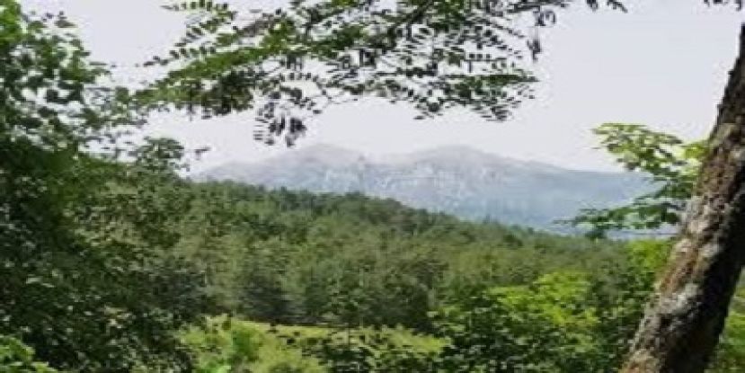 Salviano
