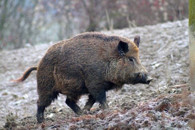 Cinghiale
