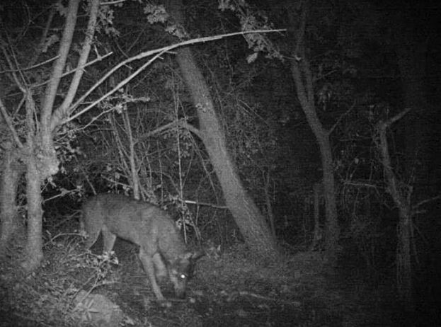ROCCA DI BOTTE, AVVISTATI NUOVAMENTE DEI LUPI NEI PRESSI DEL PAESE