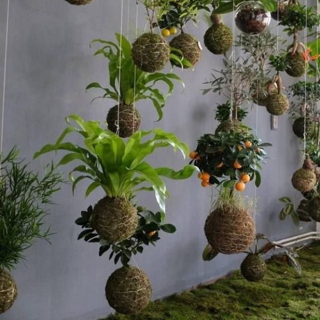 KOKEDAMA