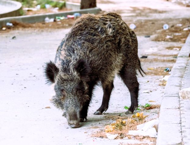 Cinghiale