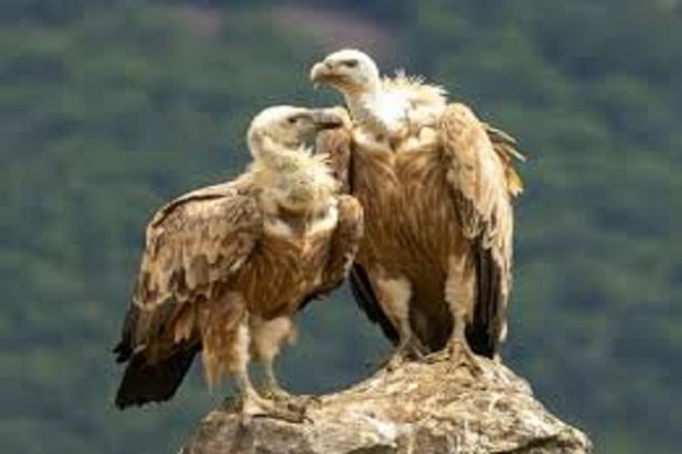 GRIFONI DI CAMPO IMPERATORE