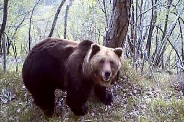 Orso
