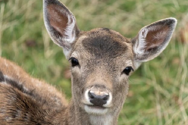 Capriolo