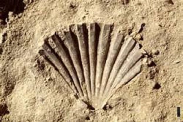 Fossile