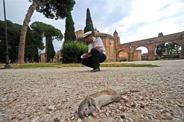 DIVENTA UN CASO IL VIDEO CON I BIMBI CHE CONTANO I TOPI A ROMA, RAGGI NEL QUARTIERE DI TOR BELLA MONACA