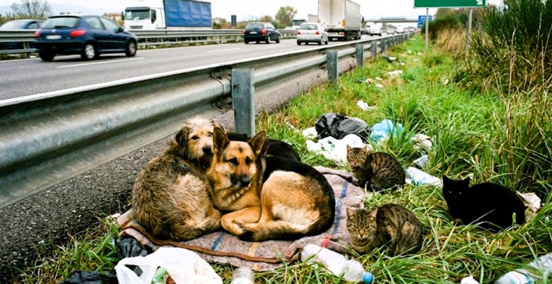 Cani e Gatti abbandonati