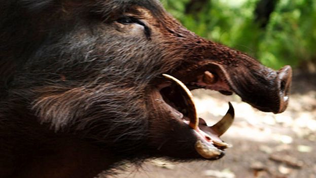 Cinghiale