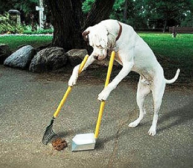 CARSOLI, ORDINANZA COMUNALE SUI CANI