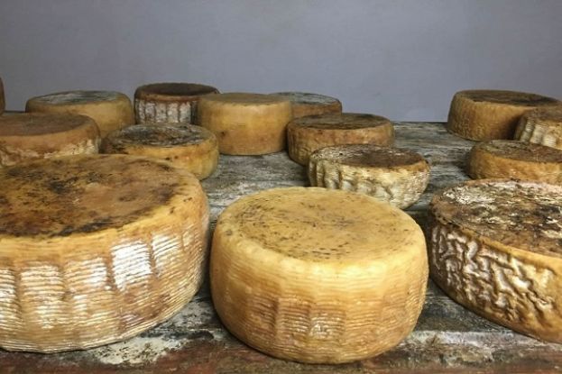 Pecorino