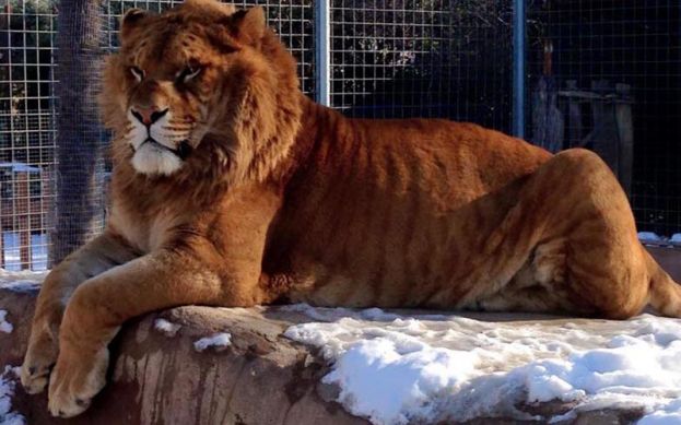 Leontigre