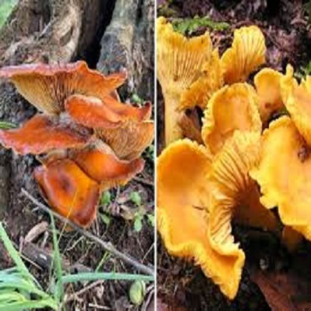 Fungo Ulivo e Fungo Galletto