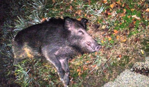 Cinghiale ucciso