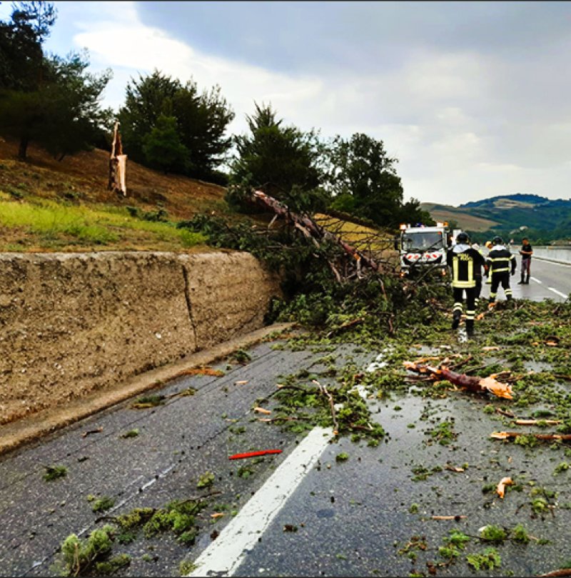 Albero caduto in autostrada