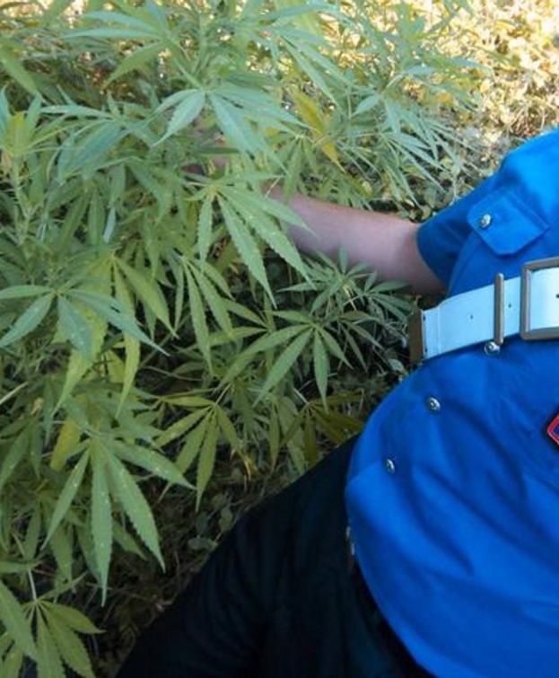 COLTIVAZIONE DI MARIJUANA NELLA ZONA BOSCHIVA DI ORICOLA:ARRESTATO UN 60ENNE ROMANO