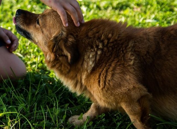 ANZIANO CADE IN UNA SCARPATA E MUORE: IL CANE LO VEGLIA TUTTA LA NOTTE E "AVVERTE" I SOCCORRITORI
