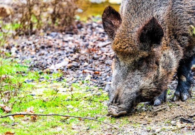 Cinghiale