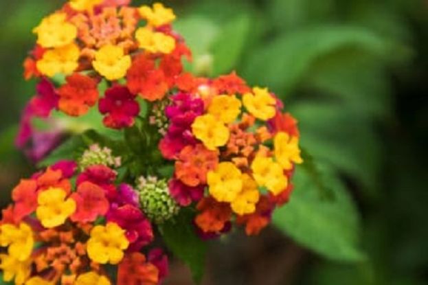 LANTANA CAMARA