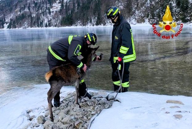 Piccolo Cervo salvato dai Vigili del Fuoco