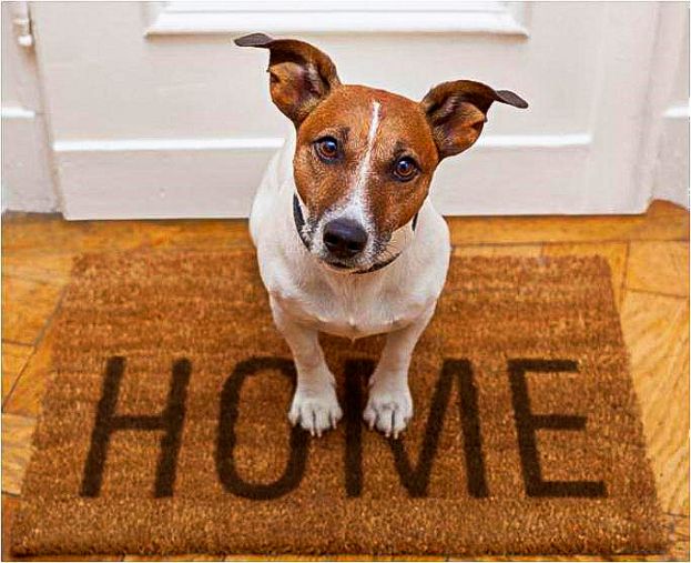 ATTENZIONE A LASCIARE IL CANE IN CASA DA SOLO: SI RISCHIA UNA MULTA DA 3000 EURO