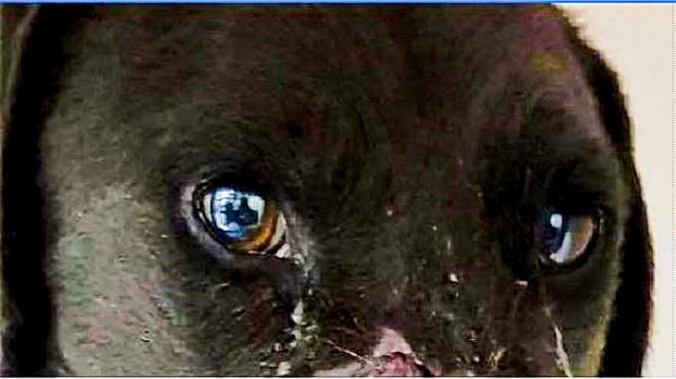 Cane Peppino