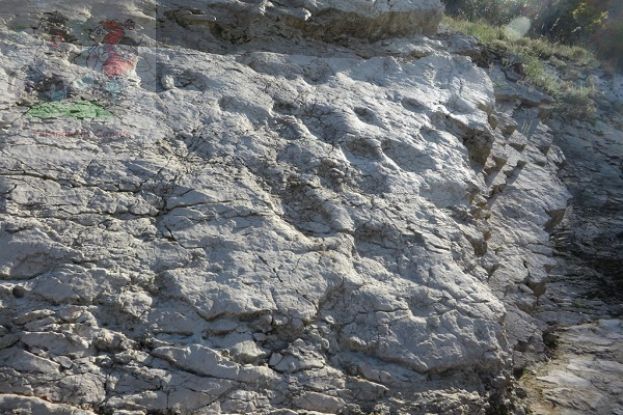 Fossile